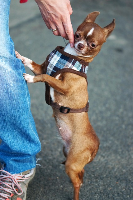 所有欧冠比
